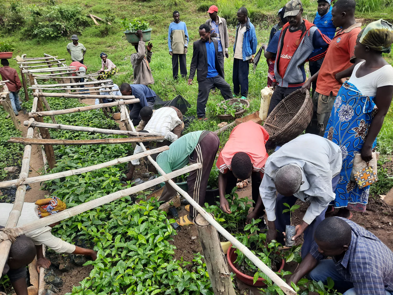 Rwanda Kibaya Wholesale