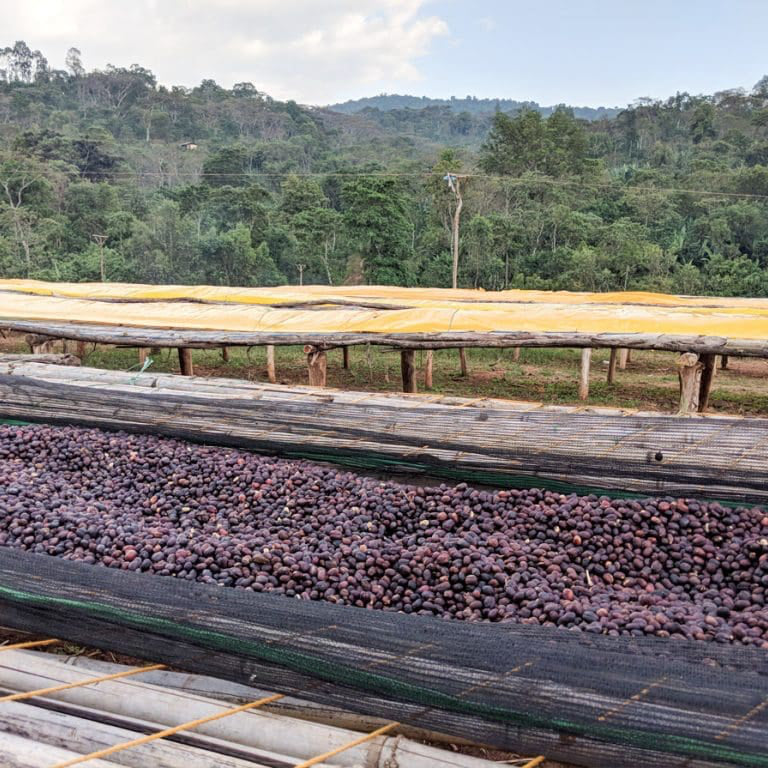 Ethiopia - Koke Honey